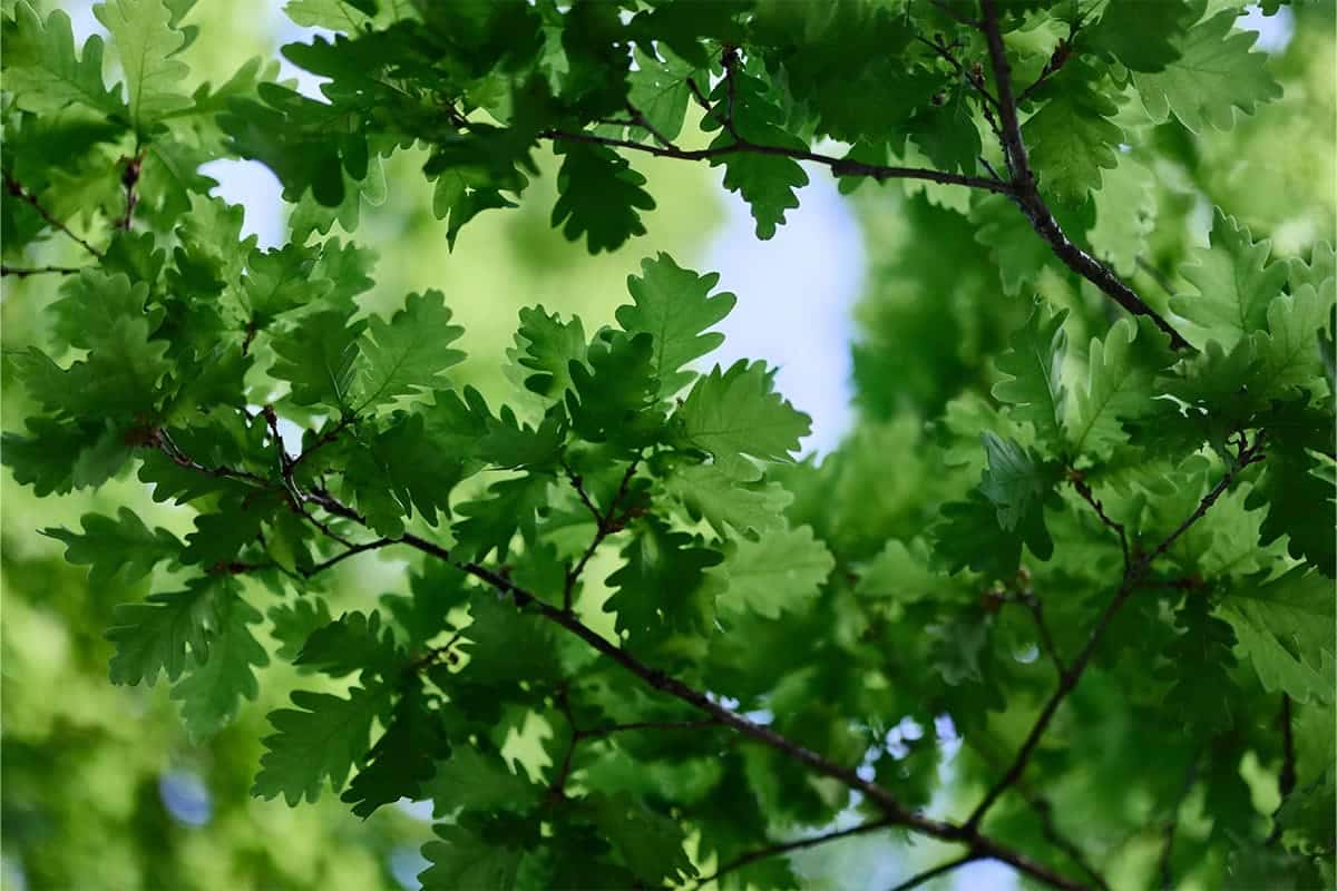 Oak Trees – Majestic & Long-Living Shade Trees | Victoria's Nursery